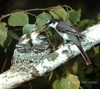 Лесные птицы весною. Photographer Lashkov Fedor