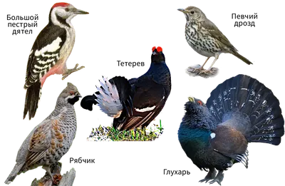 46-47. Птицы лесов, водоёмов и побережий, болот и открытых мест обитания.  Хищные и синантропные птицы