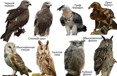 Лесные птицы (7629512) - Купить по цене от 25.40 руб. | Интернет магазин  SIMA-LAND.RU