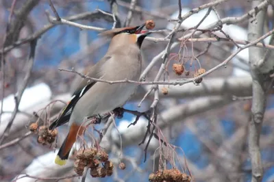 Первые перелетные птицы могут вернуться в начале марта