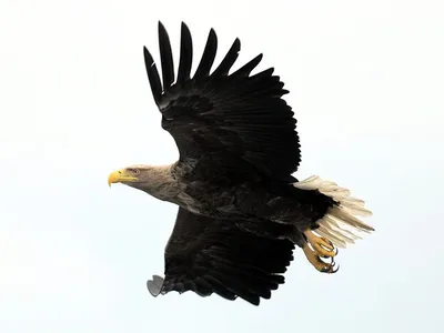 Черная птица с длинным клювом - 67 фото