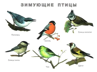 Лесные птицы Пермского края фото с названиями