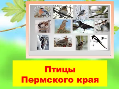 Птицы Пермского края