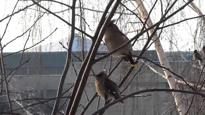 Лесные птицы прилетели в город погреться - YouTube