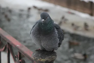 Diario de Птицы Пермского края/ Birds of Perm Region, Russia · iNaturalist  Ecuador