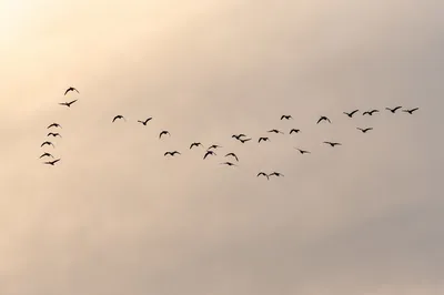 Птицы пермского края (46 лучших фото)