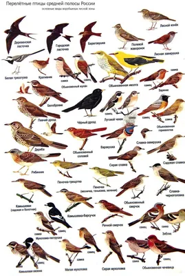 Лесные птицы подмосковья фото фото