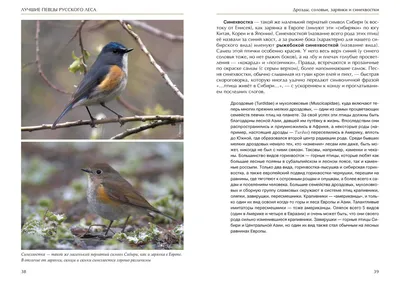 Программа птицы Москвы и Подмосковья | Лесной массив в окр. Петелино
