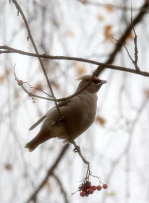 В подмосковных лесах птицы продолжают улетать в теплые края - В регионе -  РИАМО в Красногорске