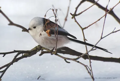 О том, какие птицы прилетают зимовать в Подмосковье, рассказали в Комлесхозе