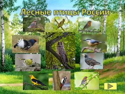Книга: \"Лесные птицы России.\" - купить в интернет-магазине ГеоФото