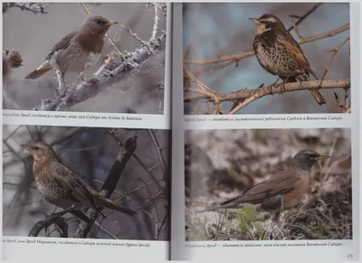 Разновидности лесных птиц - картинки и фото poknok.art