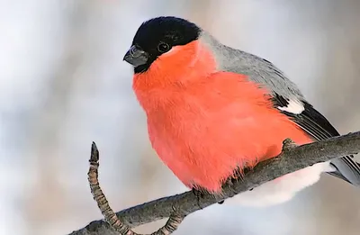 38 forest birds and their voices / Mini bird voice detector #Birdsong -  YouTube