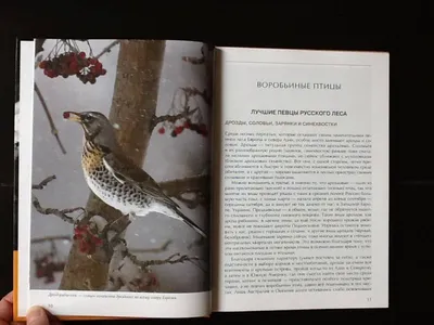 Разнообразие птиц в научно-популярном журнале