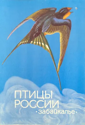 Зимующие птицы Москвы и Подмосковья: как и чем можно их кормить - Советы -  РИАМО в Люберцах