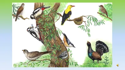 Иллюстрация 1 из 51 для Лесные птицы России - Константин Михайлов |  Лабиринт - книги. Источник: Лабиринт
