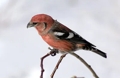 Четвертый очерк - отряд: Соколообразные Falconiformes