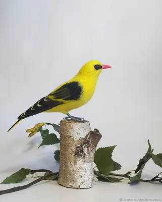 Лесные птицы: истории из жизни, советы, новости, юмор и картинки — Горячее  | Пикабу