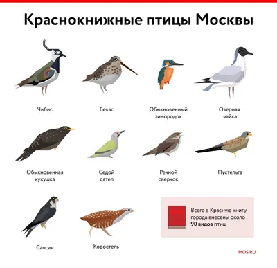 Читать онлайн «Певчие птицы. Обитатели лесов и полей», Михаил Куценко –  Литрес