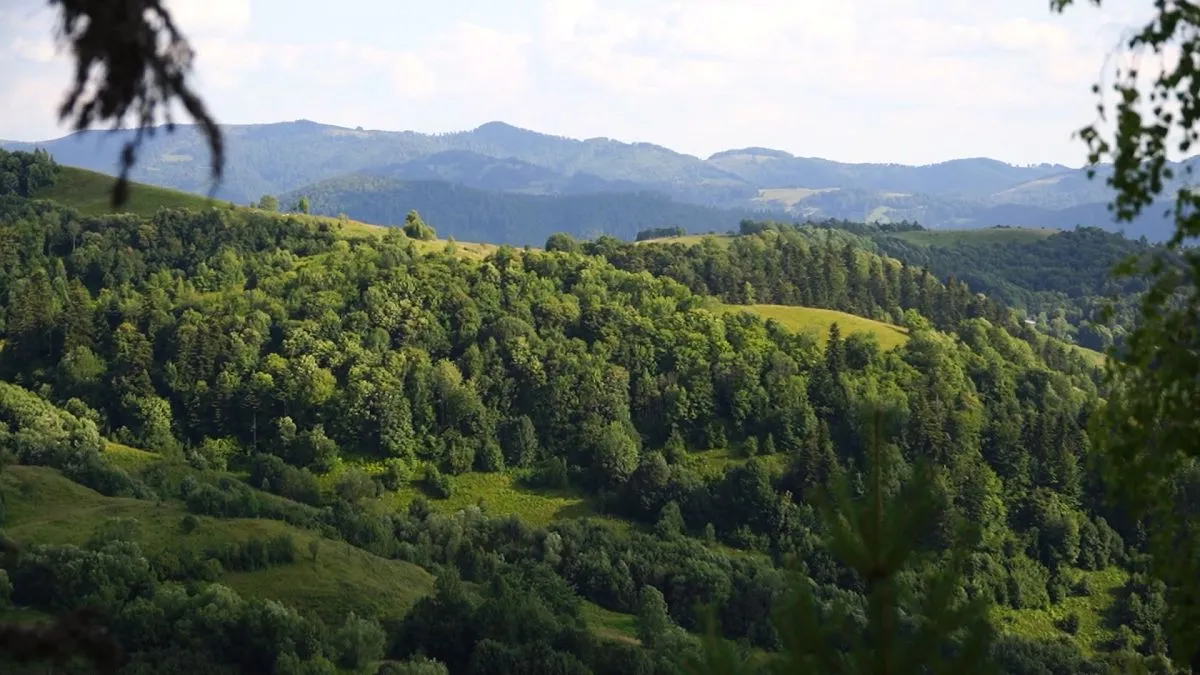 Леса Румынии. Румынский лес. Летейский лес Румыния. Virgin Forest.