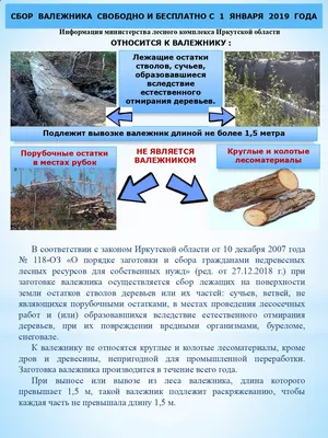 WWF назвал пять древнейших лесов в России, которые могут исчезнуть - РИА  Новости, 03.03.2020