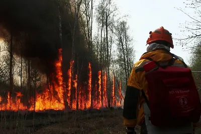 Почему леса в Сибири и Калифорнии горят каждый год и будут продолжать  гореть | Forbes.ru