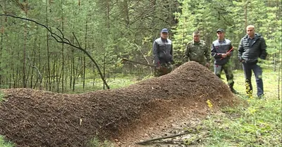 На земле лесов нет. | Пикабу