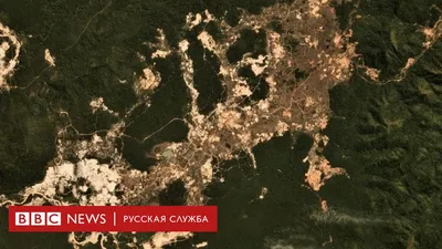 Рубки леса в Украине: практика, теория, проблемы (тезисы) - Відкритий ліс