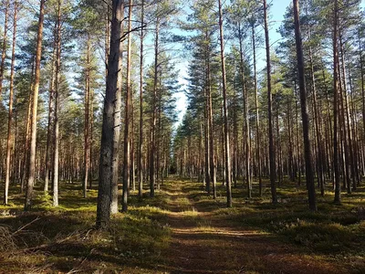 Тайга, которую мы потеряли - ForestRU - Всё о российских лесах