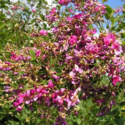 Леспедеца двухцветная Lespedeza bicolor, трава купить, отзывы, фото,  доставка - РЦ маркет