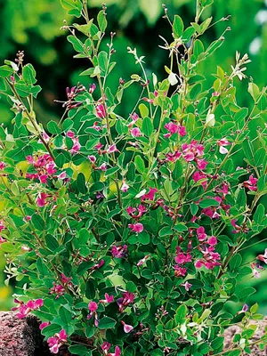 Lespedeza bicolor - Изображение особи - Плантариум