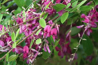 Леспедеца двуцветная, lespedeza bicolor