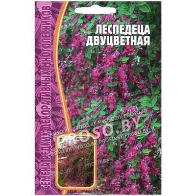 Леспедеца двуцветная - Леспедеца - Лиственные деревья и кустарники -  Декоративные деревья и кустарники - GreenInfo.ru