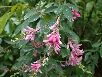 Леспедеца Двухцветная / Леспедица / Lespedeza Bicolor / Трава сушеная