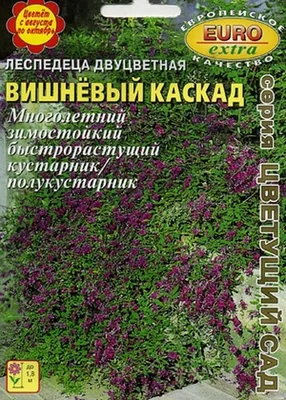 Леспедеца: что это за кустарник и как его вырастить | Чудогрядка.рф | Дзен