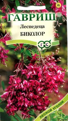 Леспедеца: что это за кустарник и как его вырастить | Чудогрядка.рф | Дзен