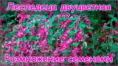 Семена Леспедеца двуцветная, Бамбук Shop 20 семян - купить в Москве, цены  на Мегамаркет