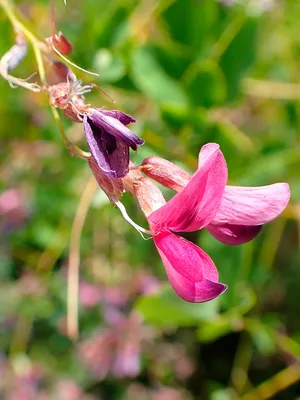 Леспедеца двуцветная, lespedeza bicolor