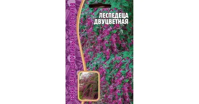 Леспедеца двуцветная, lespedeza bicolor