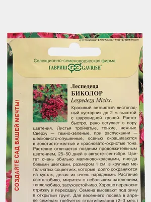 Леспедеца двуцветная купить выгодно Сады-Эдема.рф – интернет магазин  растений для сада