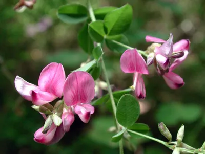 GardenSchool - Леспедеца двуцветная (Lespedeza bicolor)... | Facebook