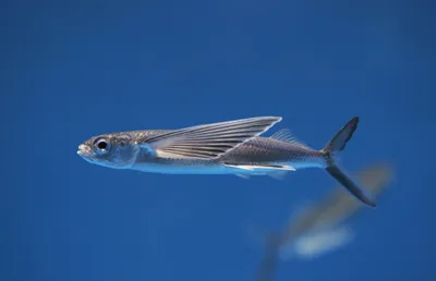 ЛЕТАЮЩАЯ РЫБА НА РАДИОУПРАВЛЕНИИ AIR SWIMMERS АКУЛА, РАДИОУПРАВЛЯЕМАЯ ЛЕТАЮЩАЯ  РЫБА - НОВИНКА 2011 ГОДА