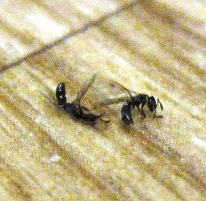 Летающие муравьи в доме. Насекомое похожее на муравья. Маленькие муравьи с крыльями. Летающее насекомое похожее на муравья. Жучок похожий на муравья.