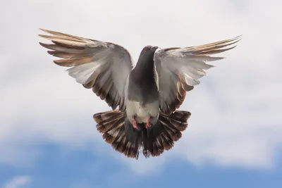 Летящая птица, взгляд сверху полета, крыла, Стоковое Изображение -  изображение насчитывающей крыло, верх: 32022675