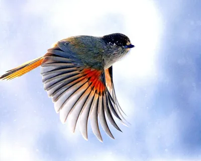 Красиво летящая птица - 67 фото