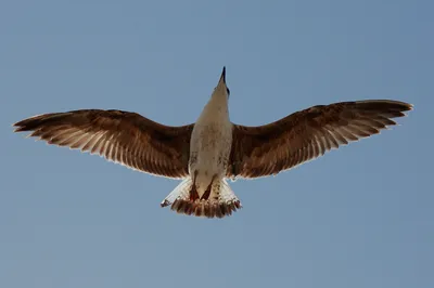 Летящие Птицы Стоковый Вектор | FreeImages