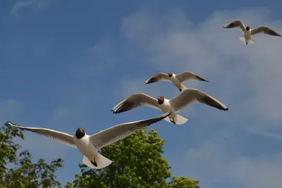 Картинки Птицы летящая Животные