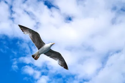 Фото Летящая вниз синяя птица