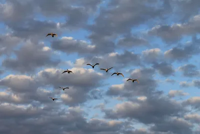 Летящие вдаль лебеди — Фото №196537