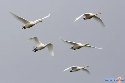 лебедь летит над озером осенью, летящий лебедь, вода, птица фон картинки и  Фото для бесплатной загрузки